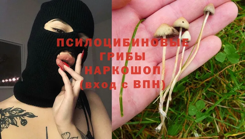 как найти закладки  Демидов  Галлюциногенные грибы Cubensis 